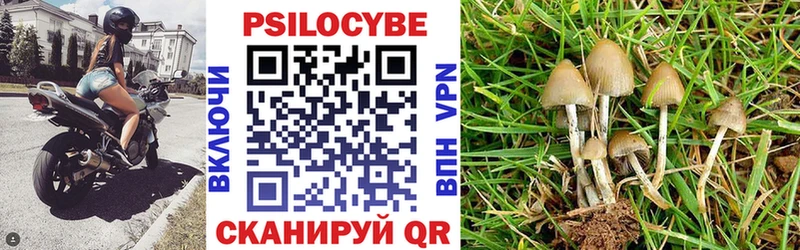 где продают Духовщина Галлюциногенные грибы Cubensis